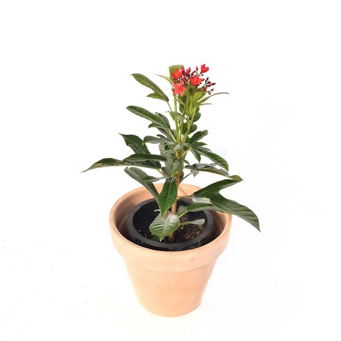 서비내 마타피아 Jatropha integerrima 빨간꽃 가을꽃나무 가을에피는꽃 관엽식물 실내화초 플랜테리어 인테리어, 1개