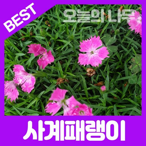 합리적 가격으로 우수한 꽃잔디를 위한 50포트묘