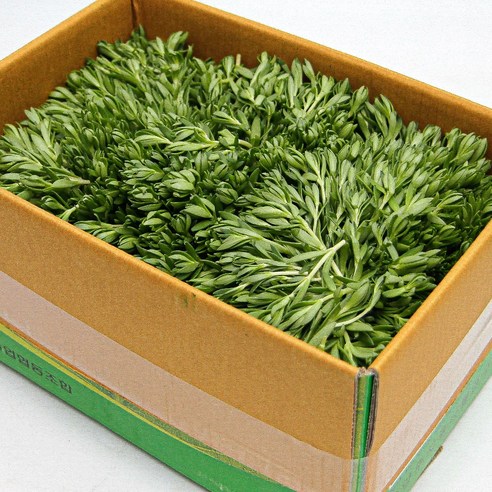 국내산 특품 돌나물 한박스 4kg 돈나물 나물반찬 가락시장 당일새벽경매