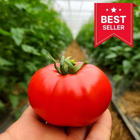 "맛있는 토마토, 어디서 사야 할까?" 퇴촌 찰토마토 솔직 후기! 퇴촌토마토