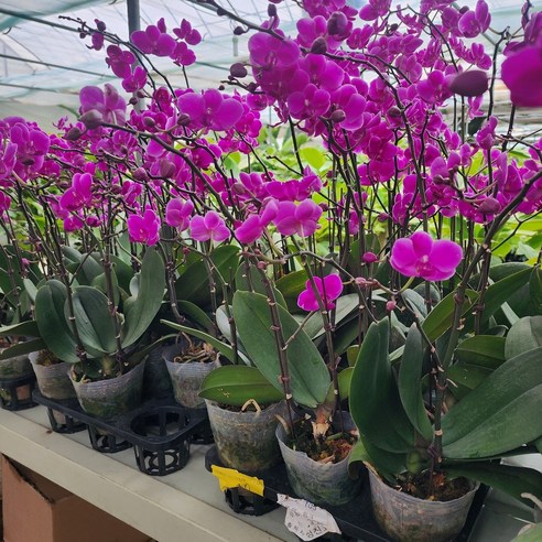 시들해진 내 공간에 생기를! B급 호접란으로 꽃테리어 도전기 호접란