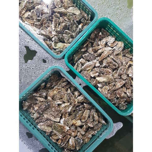 신선하고 맛있는 통영 생굴, 집에서 편안하게 즐기세요.