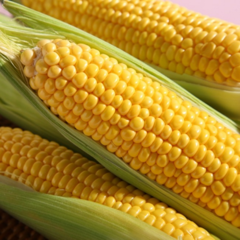 꿀맛 명품 초고당도 초당옥수수, 1박스, 20개입 (중품)