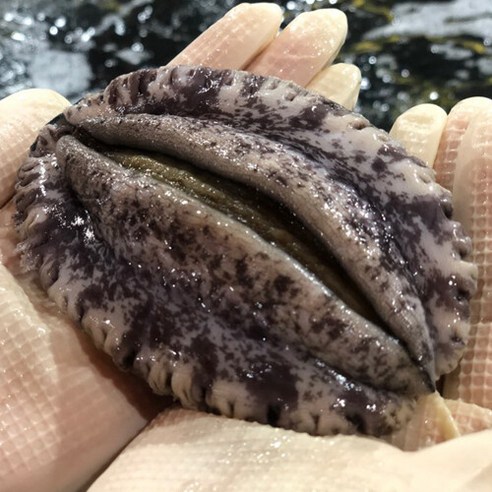 해신수산 완도전복 특특대 5∼6미 1kg, 단일속성, 1개 홈쇼핑전복 해신수산 완도전복 특특대 5∼6미 1kg, 단일속성, 1개 홈쇼핑전복