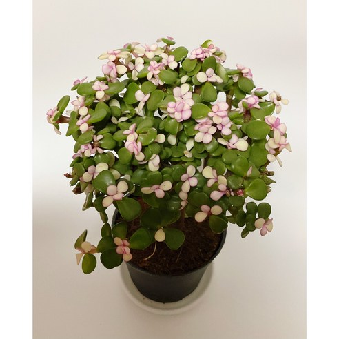 아악무 기본 플라스틱 포트: 식물의 건강한 성장을 위한 필수적인 선택