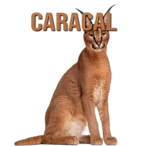 Caracal: Amazing Pictures & Fun Facts on Animals in Nature Paperback, Independently Published