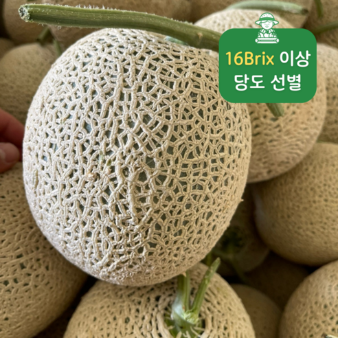 최소 15brix 고창 로얄 메론 비파괴 당도선별 일반 노지 멜론 네트멜론 머스크멜론 얼스메론, 1박스, 로얄메론 7.5kg(3수)