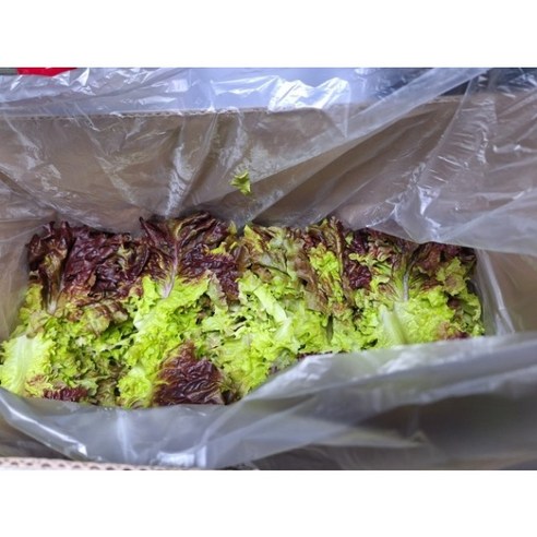 매일수확 익산 청상추 꽃상추 4kg/2kg/1kg 산지직송 국내산, 청상추1kg, 1개, 2kg