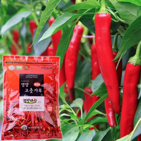 2023년 햇 태양초 영양 고추가루 김치용(보통맛) 1kg, 1개