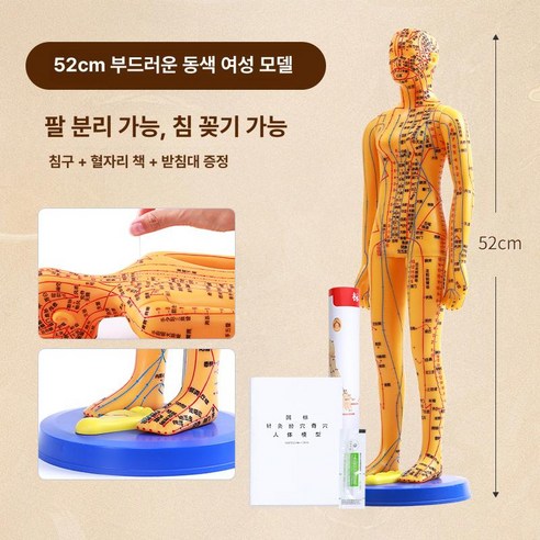 인체 한방 침술 교육용 한의원 침구 혈자리 한의학 전신, 52CM 동색 여모, 1개 - 캐릭터/애니메이션 | 쿠팡