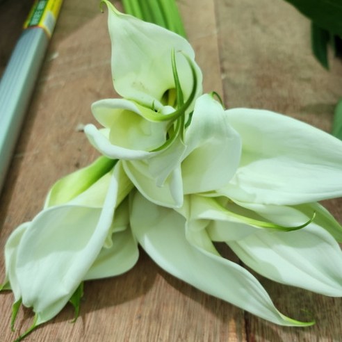 순수와 우아함의 상징, 싱그러운 카라 꽃의 매력에 빠지다