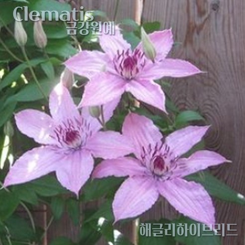 클레마티스(으아리) 포트묘로 자연의 아름다움을 담아보세요