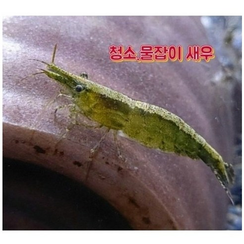 수조 생태계의 조력자, 청소새우의 매력 속으로 청소물고기