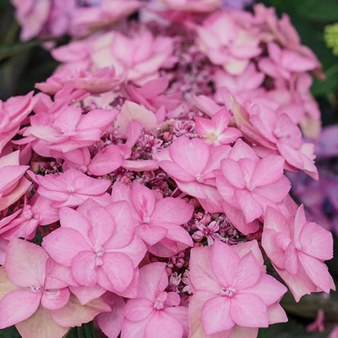 핑크빛 설렘, 제주 겹산수국으로 우리 집 정원을 특별하게!