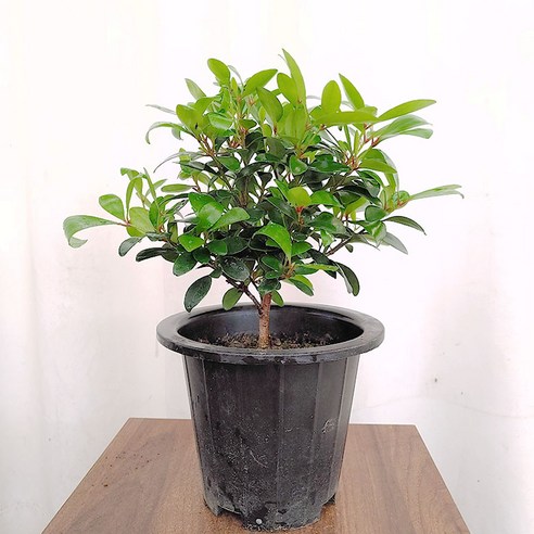 플렌츠영 커피나무 열매가열려요 열매나무 대품 80-110cm 299, 1개 커피나무키우기키트 10 꽃파는 농부 - 작은목향나무, 20개