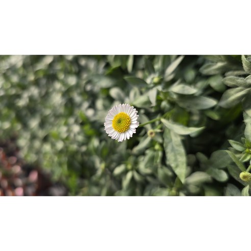 손바닥 위에 피어나는 순수한 아름다움, 원평소국