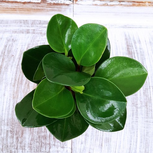 싱그러운 청페페로 전자파 걱정 없이 힐링하세요