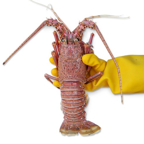 정글의법칙 랍스타 활 크레이피쉬 대형, 1마리, 크레이피쉬 1마리 (900-1kg/자숙냉동)