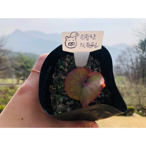 삭막한 일상에 작은 행복을, 평창 깽깽이풀 모종