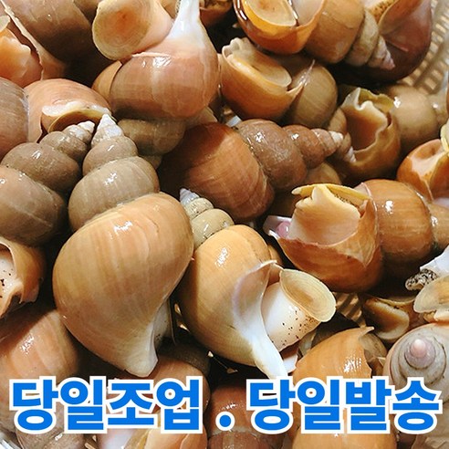청담농수산 동해안 자연산 활 백고동 백골뱅이, 1개, 1kg 중 (20-30미)