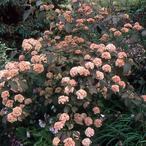 자연의 아름다움을 집안에