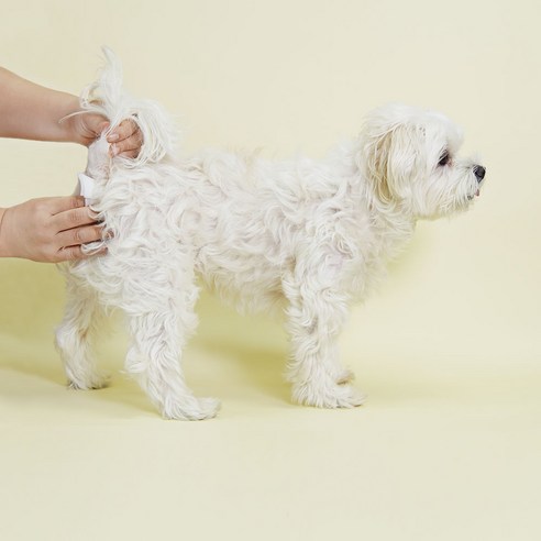 플루셔블, 흡수성, 냄새 제어 기능을 갖춘 페피릴리프 푸푸티슈로 편리하고 위생적으로 강아지 볼일을 처리하세요.