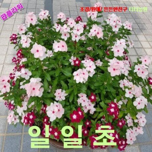 팝플라워 일일초-혼합 씨앗 200립, 상세페이지 참조