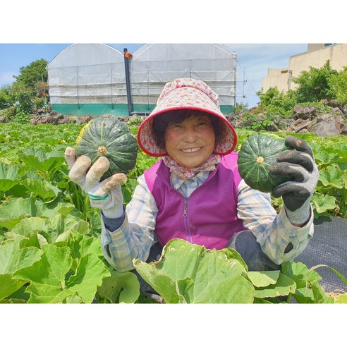 농부가 직접 보내는 보우짱 무농약 제주 미니 햇 밤호박 단호박 제주직송, 2kg, 소과, 1개