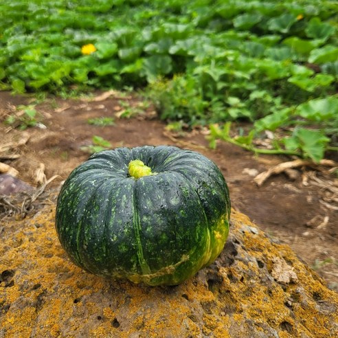 제주 미니 밤호박 단호박, 2박스, 10kg