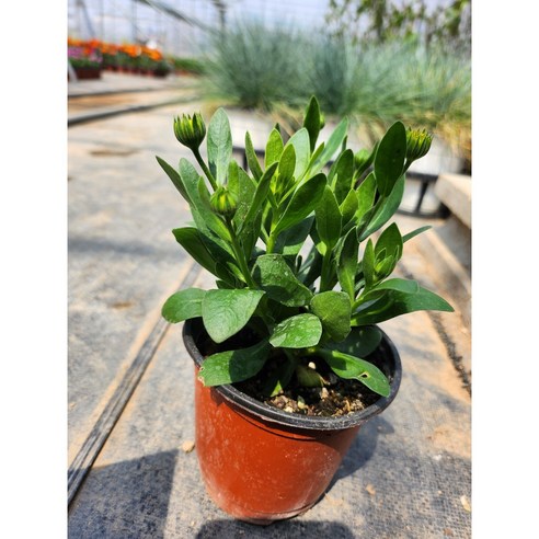 4,000원의 행복, 겹데모루로 시작하는 싱그러운 변화