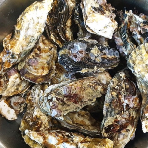 살아있는 석화로 굴의 진정한 맛을 경험하세요!