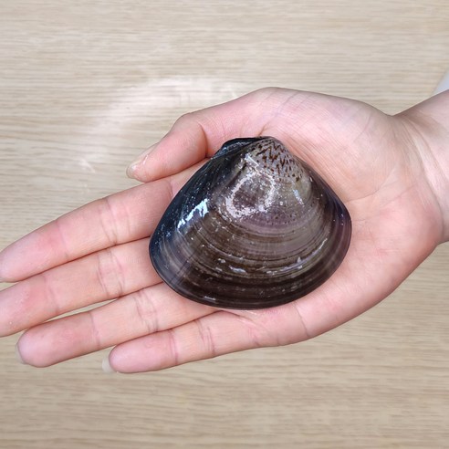 안면도 자연산 생합(백합) 1kg 상합 조개구이 캠핑 조개탕, 안면도 생합-소1kg(16~20미), 1개