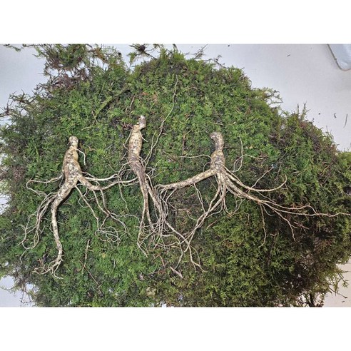 자연의 생명력을 담은 선물, 동의보감 장뇌삼