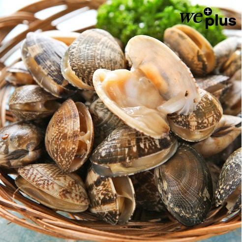 통영의 숨결을 담은 왕바지락, 식탁 위에 펼쳐지는 풍요로운 미식 경험 왕바지락