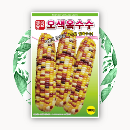 텃밭 초보도 실패 없이! 달콤쫀득 오색 찰옥수수 수확 비법 공개 옥수수씨앗