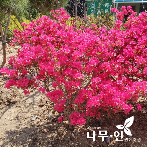 정원을 붉게 물들일 대왕철쭉 개화주, 당신의 공간에 특별함을 더하세요.
