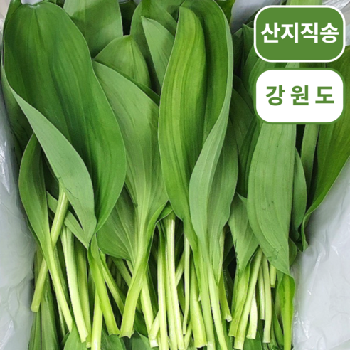 봄의 향기를 식탁에, 강원도 고랭지 명이나물 이야기 울릉도명이나물