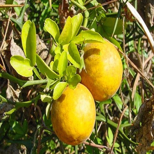 [너와 함께라면] 탱자나무(1m 5주묶음), 5개