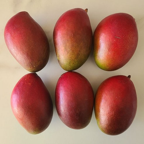 입에서 사르르 녹는 행복, 고당도 애플망고로 특별한 마음을 전하세요.