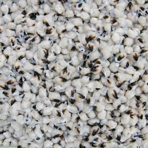 멈출 수 없는 쫄깃함! 건어물천국 오징어입, 왜 다들 열광할까? 오징어입