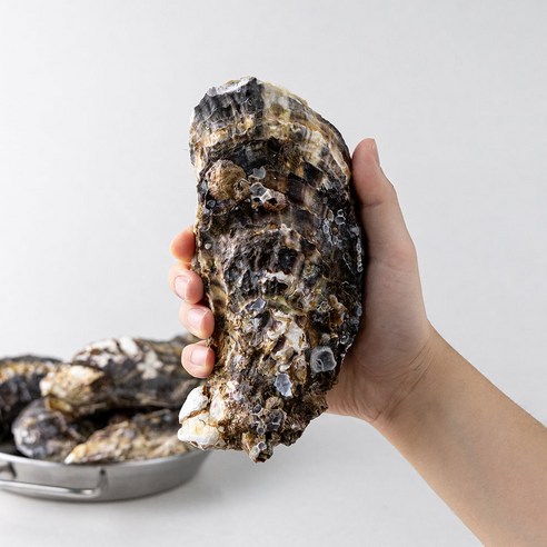 레브 당일작업 산지직송 통영 삼배체 굴 대왕굴, 1개, 5kg