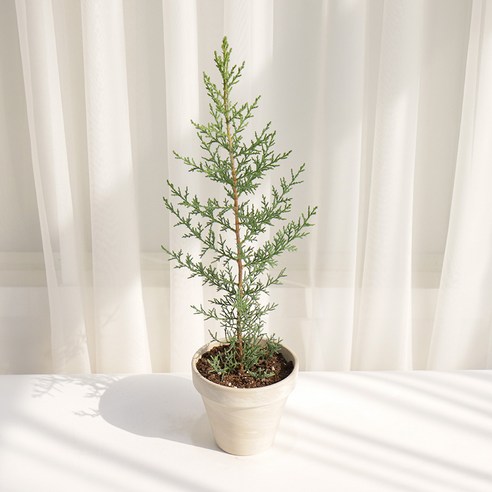 갑조네 사이프러스: 일상에 스며드는 숲의 향기 묘목