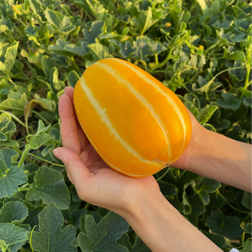 [단고을] 성주꿀참외 고당도 산지직송, 1박스, 2kg