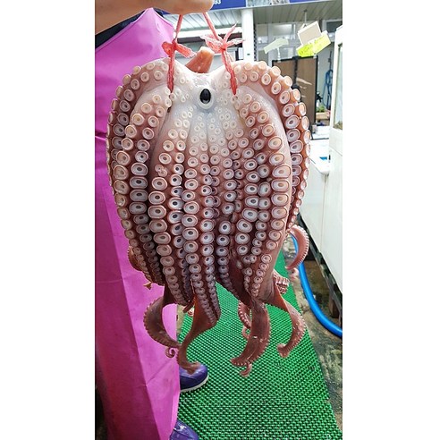 제수용문어 1kg ~ 4.9kg, 동해안 참문어 3.4kg, 1개