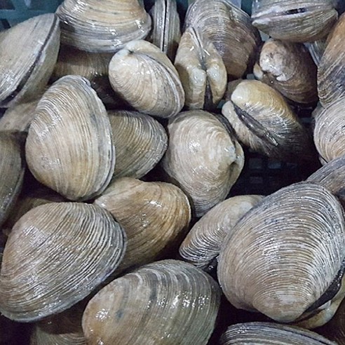 활 대합 조개구이 조개탕 연안 대합 1kg 4~6미 (푸드), 대합1kg 4~6미, 1개