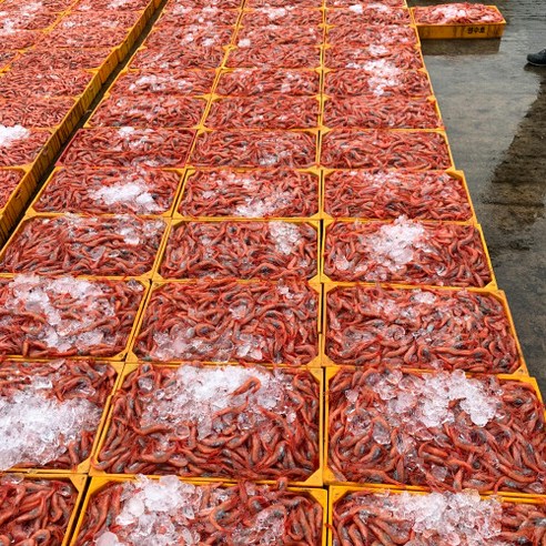 최고의 횟감과 요리에 신선한 바다의 맛을 선사하는 동해안 급냉 홍새우