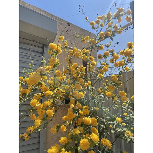 겹황매화로 봄을 수놓는 황금빛 정원을 완성하세요.