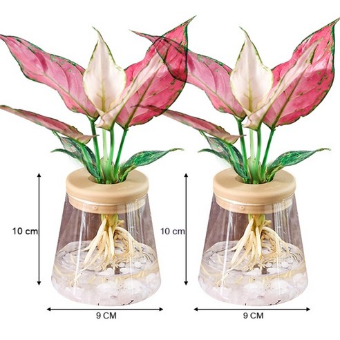 MEIISEO가정용 북유럽 스타일 투명 유리꽃병 수경 유리화병 꽃병 도자기 화병, 2PCS Cone