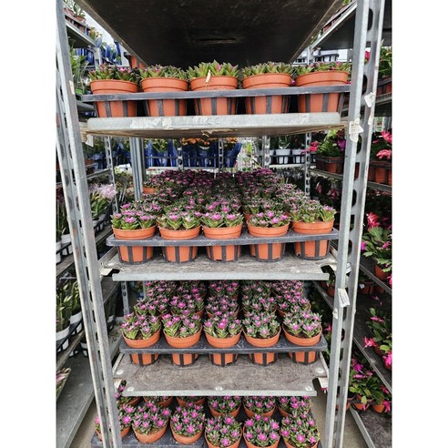 취설송은 공기정화와 습도 조절에 탁월한 반려식물