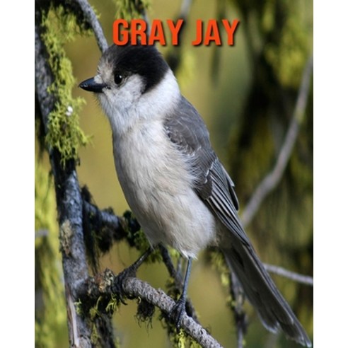 Gray Jay: Amazing Facts about Gray Jay Paperback, Independently Published, English, 9798550861165